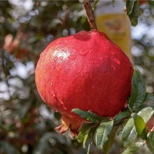 AnkaBahçe Devedişi Nar Fidanı \ Açık Köklü \ 50-70 cm )