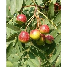 AnkaBahçe Üvez (Hövez) Fidanı Tüplü