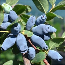 AnkaBahçe Saksılı Özel Üretim Honeyberry Bal Yemişi Fidanı