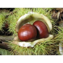 AnkaBahçe Anadolu Kestane Fidanı  2 Yaş -Tüplü  80-120 cm