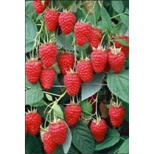 AnkaBahçe Yediveren Ahududu ( Viyolde ve Tüplü) Fidan