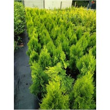 AnkaBahçe ( 5 Adet ) Piramit Mazı Çam Ağacı Fidanı 2 Yaş