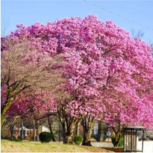 AnkaBahçe Şans Ağacı Pembe Çiçekli Kokulu Paulownia Fidanı