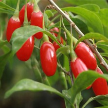 AnkaBahçe 2 Adet Goji Berry Fidanı ( Nq7 ) Uzun Meyve Tüplü 1 Yaş 12 Ay Dikebilirsiniz....