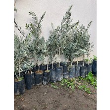AnkaBahçe Zeytin Fidanı 70- 80 cm