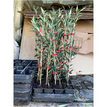 AnkaBahçe Arbequina Zeytin Fidanı Bol Meyve Veren Cins Arbequine Ispanyol Zeytin Fidanı