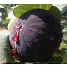 AnkaBahçe Bursa Siyah Incir ( Yediveren ) Fidanı \ 30-50 cm )