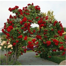 AnkaBahçe Yediveren Kırmızı Katmerli Sarmaşık Gül Fidanı Saksılı 15-25 cm