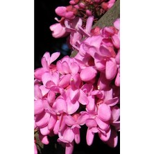 AnkaBahçe Tüplü Yoğun Kokulu Erguvan Fidanı