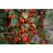 AnkaBahçe 10 Adet Goji Berry ( Kurt Üzümü ) Fidanı