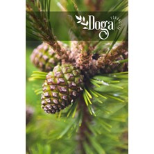 AnkaBahçe Fıstık Çam Ağacı Fidanı 1 Metre Boy