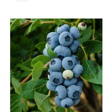 AnkaBahçe Tüplü Çok Verimli Brigitta Yaban Mersini Likapa Fidanı 2yaş