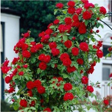 AnkaBahçe Kırmızı Yediveren Sarmaşık Gül Fidanı Açık Kök 20-40 cm