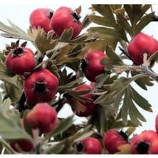 AnkaBahçe Kırmızı Alıç Fidanı