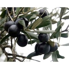 AnkaBahçe Gemlik Siyah Zeytin Fidanı ( Tüplü ) 60-80 cm