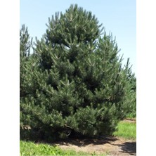 AnkaBahçe Tüplü Kara Çam Fidanı Yaş 2 Boy 80-100CM