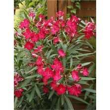 AnkaBahçe 2 Adet Zakkum Fidanı Koyu Pembe Çiçekli Nerium Oleander Saksılı 30-50 cm