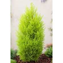 AnkaBahçe Saksıda Limoni Servi Fidanı Boy (40- 60 Cm)