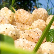 AnkaBahçe Tüplü Yediveren Çok Şıralı Yerli Beyaz Dut Fidanı