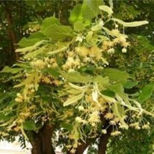 AnkaBahçe Ihlamur Fidanı