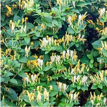 AnkaBahçe 10 Adet Tüplü Yoğun Kokulu Hanımeli Fidanı