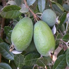 AnkaBahçe Tüplü Feijoa (Kaymak Ağacı) Fidanı