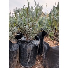 AnkaBahçe 2 Adet Tüplü Saksılı Lavanta Fidesi Fidesi