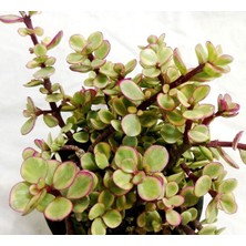 Tunç Botanik Portulacaria Afra Variegata - 5 ADET SUKULENT - TERARYUM BİT