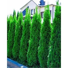 AnkaBahçe ( 2 Adet ) Piramit Mazı Çam Ağacı Fidanı 2 Yaş