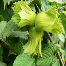 AnkaBahçe 100 Adet Sahibinden Fındık Fidanı 60-70 cm Açık Kök