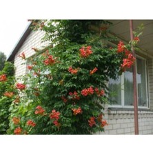 AnkaBahçe Acem Borusu Sarmaşık ( Turuncu Borazan Çiçeği ) Fidanı ( Tüplü 50-80 cm )