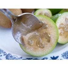 AnkaBahçe Feijoa (Kaymak Ağacı) Fidanı Tüplü 3 Yaş ( 50 Cm)