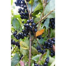 AnkaBahçe Aronia ( Nero ) Fidanı Saksılı 30 - 40 cm