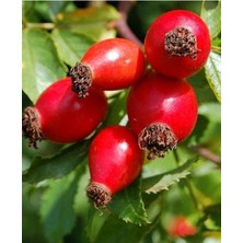 AnkaBahçe Iri Taneli Yediveren Kuşburnu Fidanı (Açıkköklü)