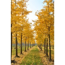 AnkaBahçe Mabet Ağacı Fiadanı 1000 Yıllık Ağaçlar Olarak Bilinir Sonbaharda Sarı Renk Alır