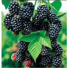 AnkaBahçe Dikensiz Yediveren Böğürtleyen Fidanı Saksılı