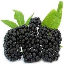 AnkaBahçe Kara Mürver Yemişi Fidanı Sambucus Nigra Elderberry 20-30 cm