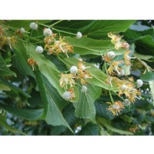 AnkaBahçe Ihlamur Fidanı ( 2 Yaş \ Açık Köklü \ 80-100 cm )