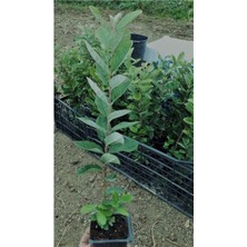 AnkaBahçe Tüplü Fidan Kaymak Ağacı Fidanı Iki Adet