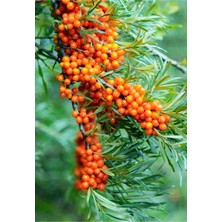 AnkaBahçe Yalancı Iğde Fidanı Tüplü/saksılı