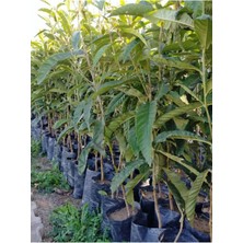 AnkaBahçe ( 3 Adet ) Tüplü Malta Eriği ( Yenidünya ) Fidanı 3 Yaş