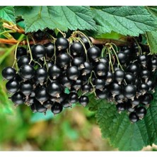 AnkaBahçe Siyah Frenk Üzüm Fidanı Saksılı