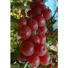AnkaBahçe Elaeagnus Umbellata - 2 Yaşında Tüplü Güz Yemişi Fidanı 80-100 cm