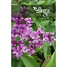 AnkaBahçe Mor Renkli Leylak ( Syringa Vulgaris ) Ağacı Fidanı 2 Yaş