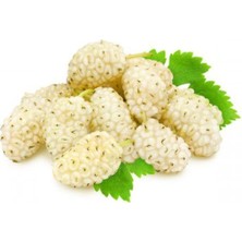 AnkaBahçe Dut Fidanı 1 Adet 50 cm Ak Dut Beyaz Dut 2 Yaş Yediveren Dut Iri Dut