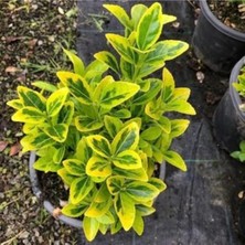 AnkaBahçe 8 Adet Saksıda Gold Taflan Boy 35-45CM