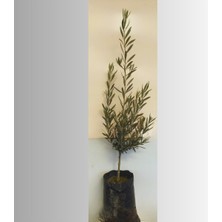 AnkaBahçe Zeytin Fidanı Meyveye Hazır Ağaç Verimi Yüksek Gemlik