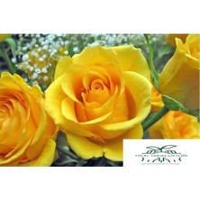 AnkaBahçe Yediveren Sarı Gül Fidanı Açık Kök 10-20 cm