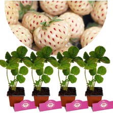 AnkaBahçe 4 Adet Beyaz Çilek Fidesi- Pineberry