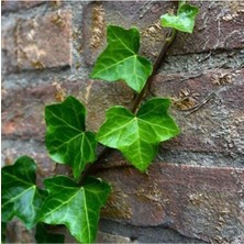 AnkaBahçe Kaya Sarmaşığı - Duvar Sarmaşığı (Hedera)